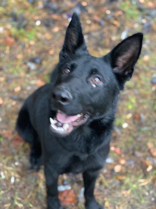 Продам собаку з документами( для служби готова)