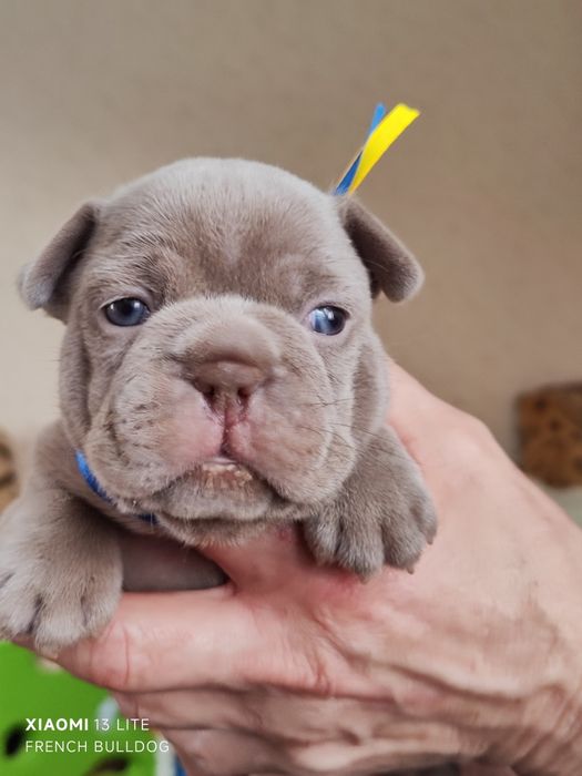 Изабела Нью шейд хлопчики та дівчатка.