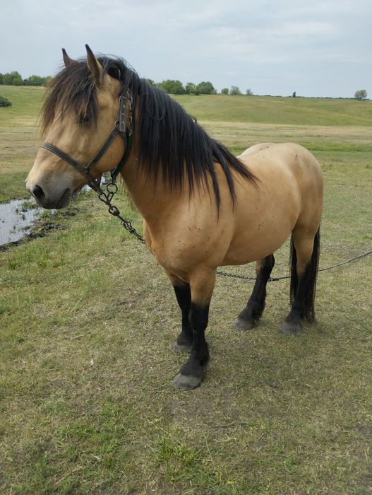Продам молодого жеребця