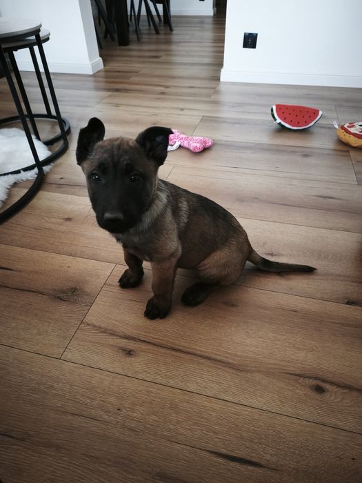 Owczarek belgijski malinois szczeniak suczka