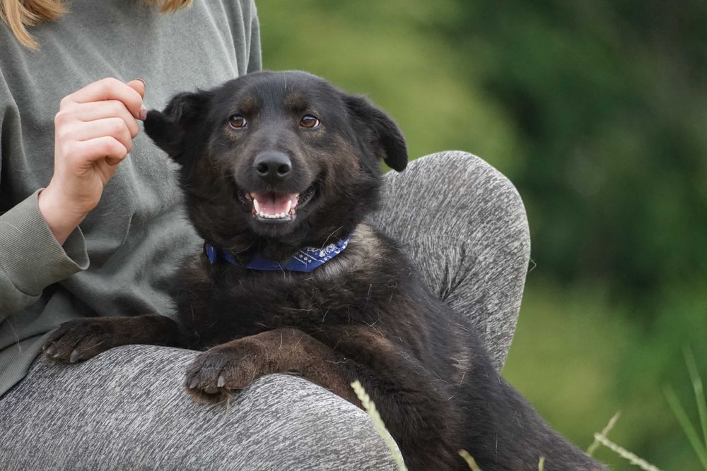 Tasza - przepiękna sunia w typie mini labrador