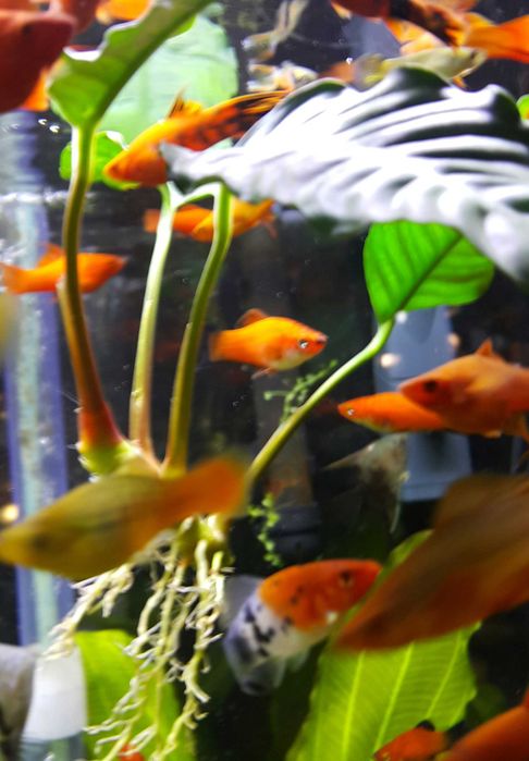 Anubias Nana/ Rośliny akwariowe w koszyczkach