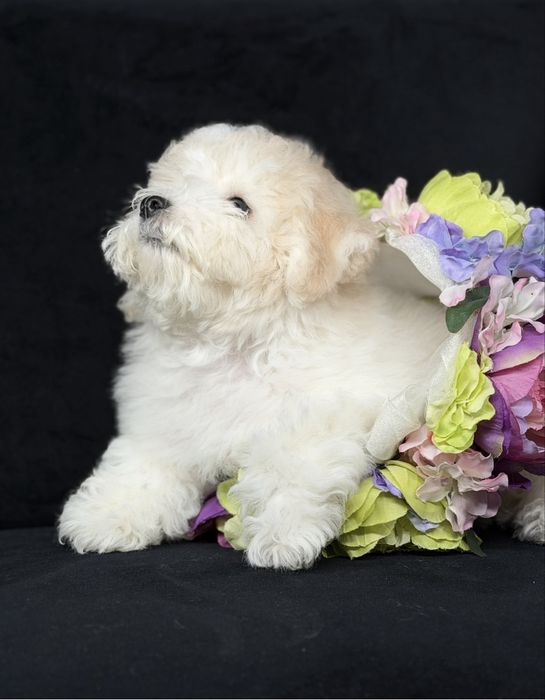 Міні Бішони. 2,5-3,0 кг. Очі без слізних доріжок. Офіційно