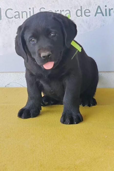 Labrador retriever Cachorro com pedigre