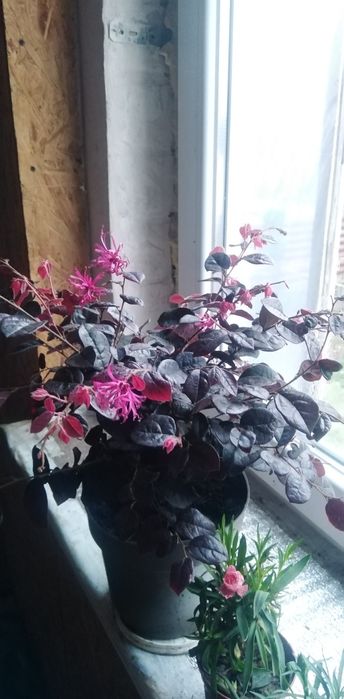 Лоропеталум, Мімоза, стреліція, кущовий філоденрон, Лівістона пальма і