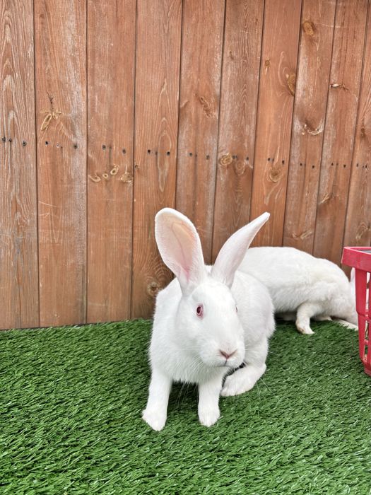 Termondzki biały TB SAMICA