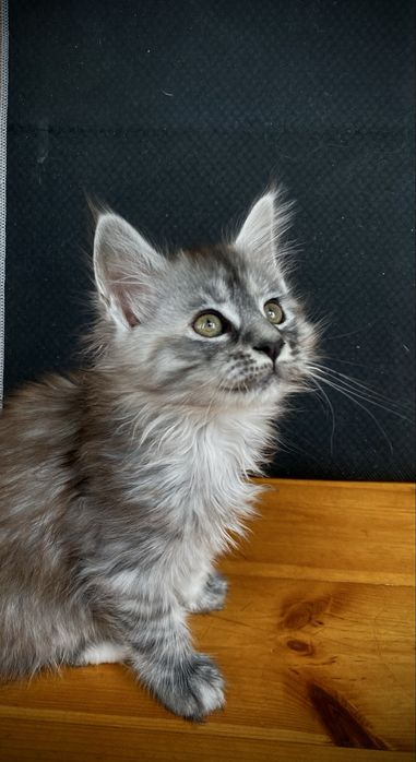 Кошечка породы Мейн -Кун