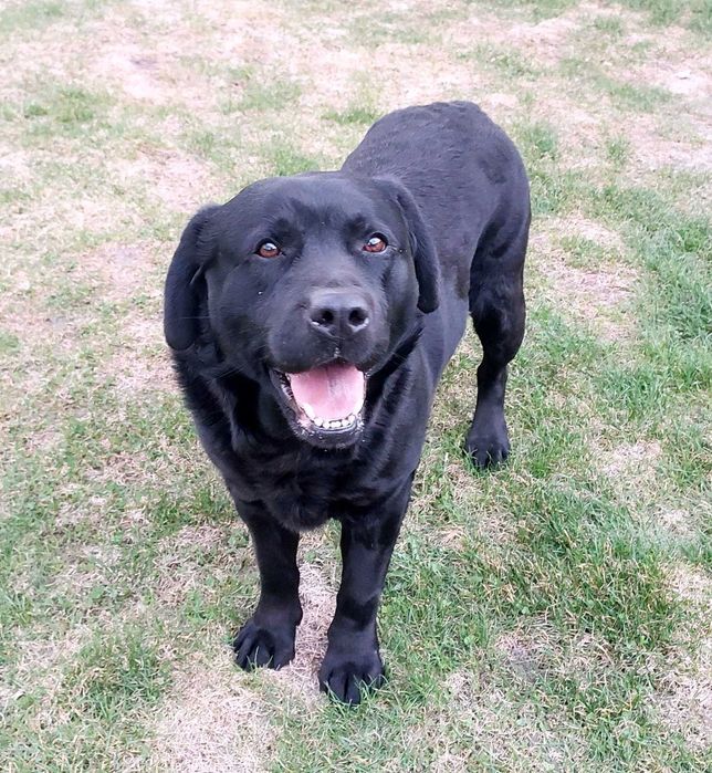 Labrador Retriever METRYKA CLK-FwP – pies szuka kochającego domu