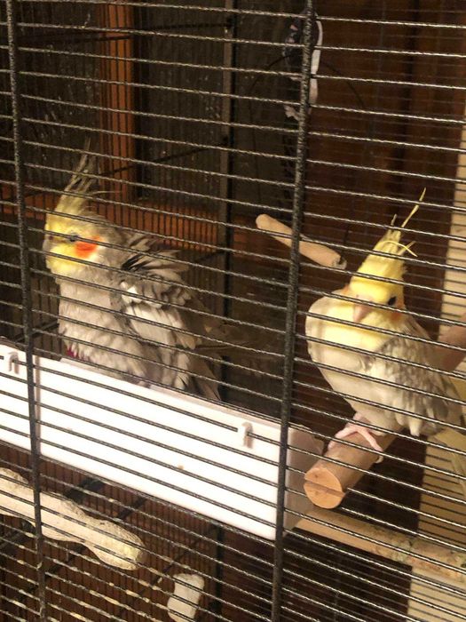 Papugi Nimfy (parka)