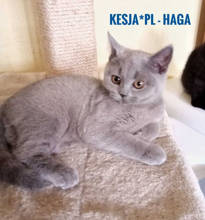 Kotka brytyjska niebieska rodowód FPL