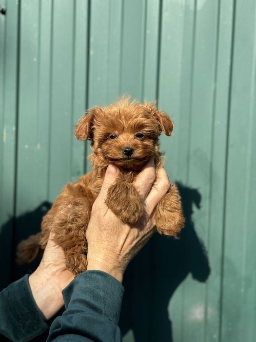 Мальтипу ред браун мини размер девочка