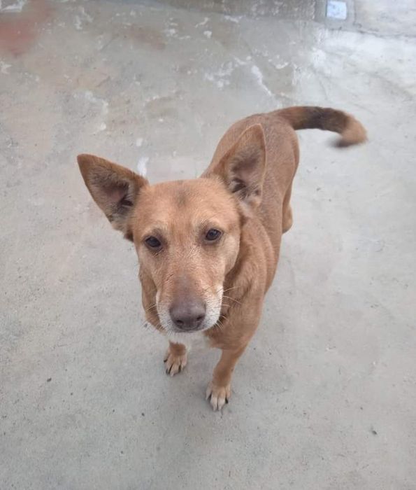 Adamastor- cão de porte médio para adoção