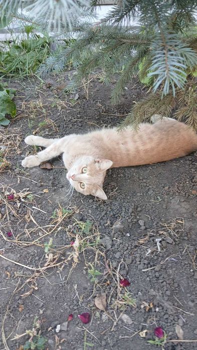 Котик в добрі руки