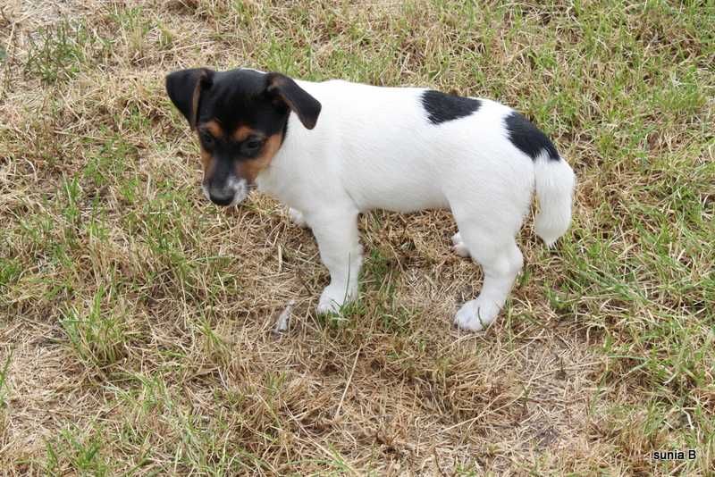 Jack Russell Terrier - sprzedam sliczna sunie