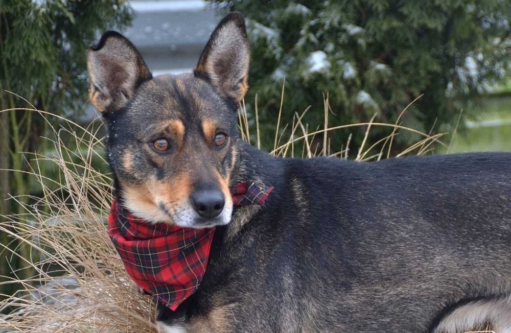 Przekochany, delikatny Andrzejek chciałby być Twoim Andrzejkiem!