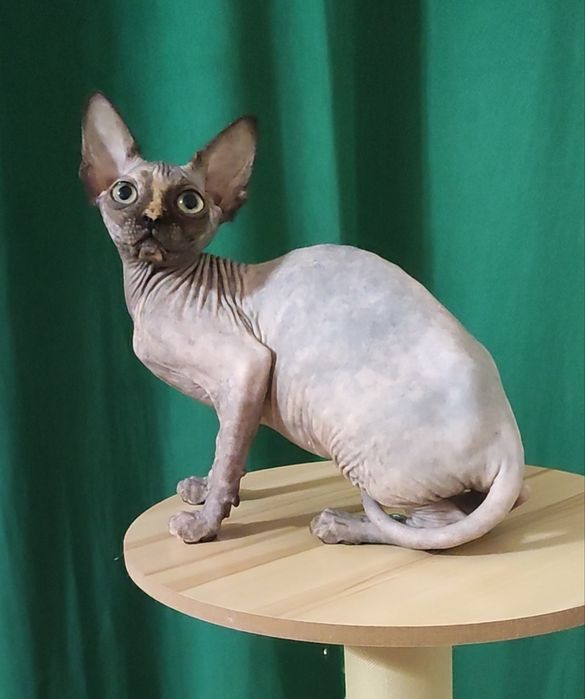 Неймовірна красунечка дівчинка черепахового окрасу з великими очима