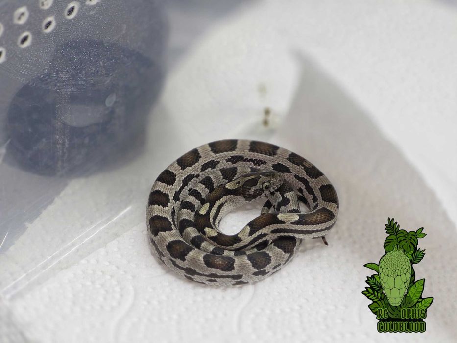 2.0 Mexicorn - butter, classic cb25