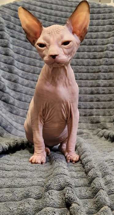 Gatinha sphynx bebé