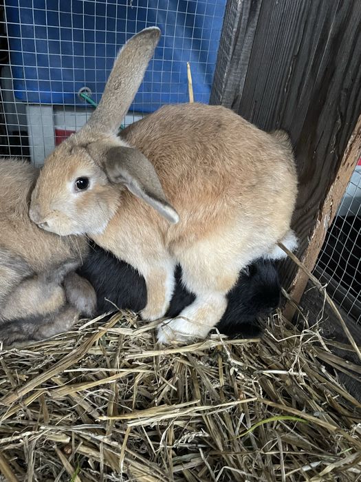Króliki młode mieszańce