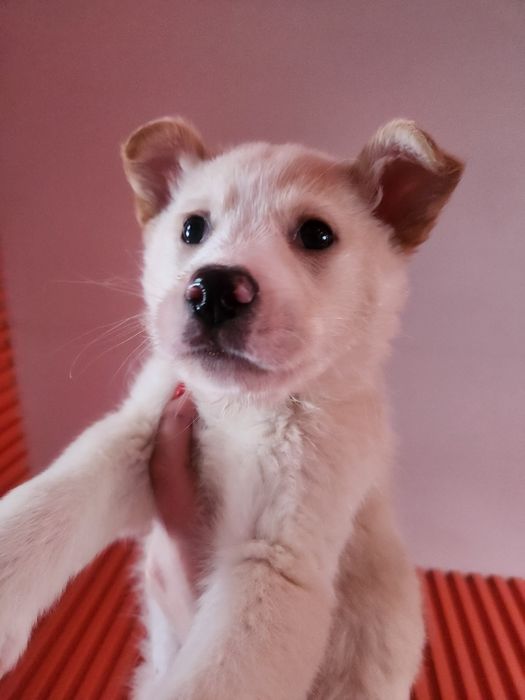 Лабрадор(метис)  безкоштовно