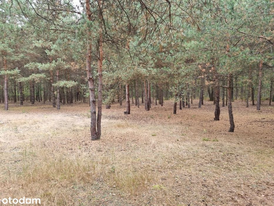 Atrakcyjne działki budowlana przy linii lasu – Dobiesz, 1400m²/2583m² - Więcej
