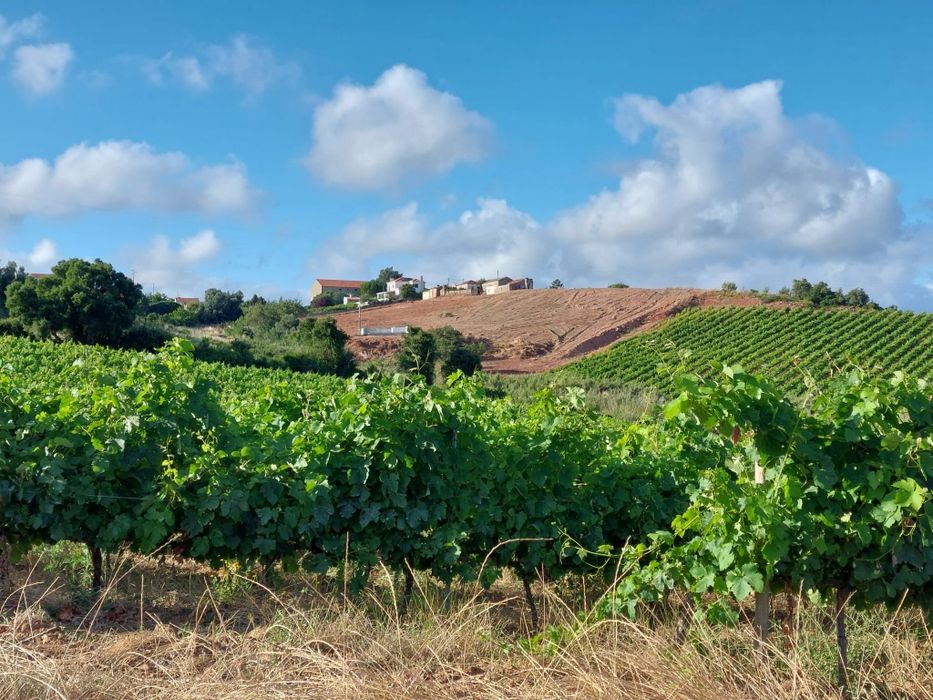 Terreno com PIP aprovado para urbanização — Torres Vedras