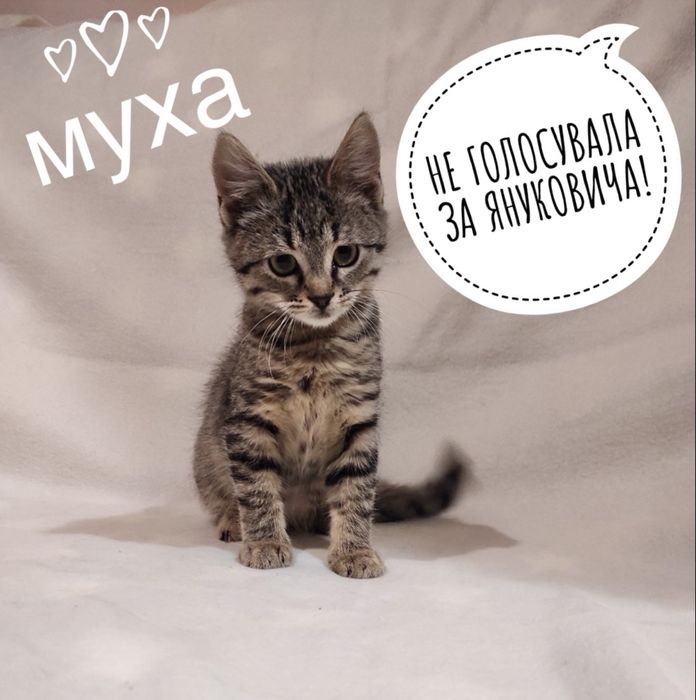 кішечка МУХА шукає родину, 5 місяців