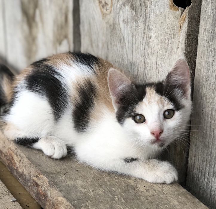 Киця Кошенята Котенята в добрі руки/Тернопіль, Тернопільська область