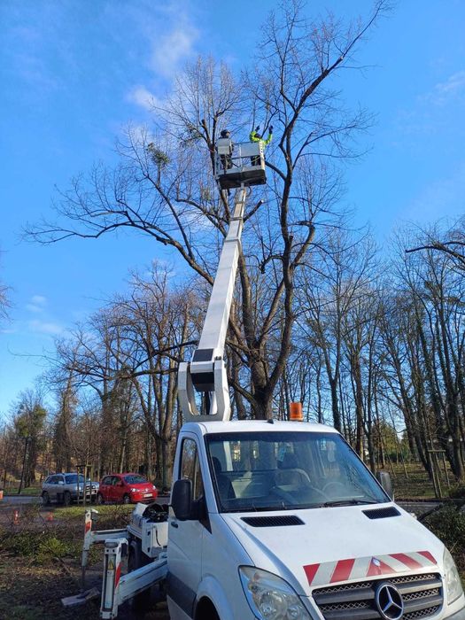 Podnośnik koszowy, wynajem