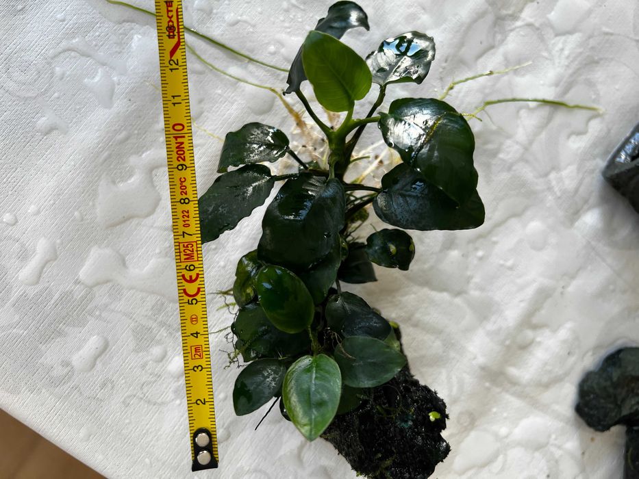 Anubias - Plantas agua doce - Perguntar valor do tamanho desejado.