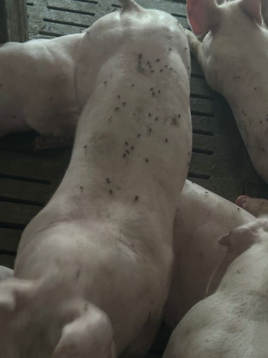 Свині живою вагою