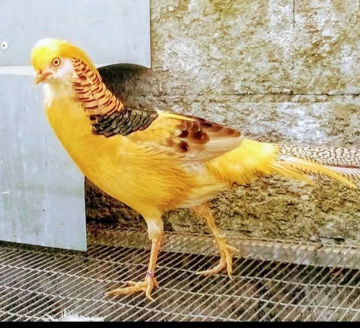 Casais Faisões de 2024 e outras aves