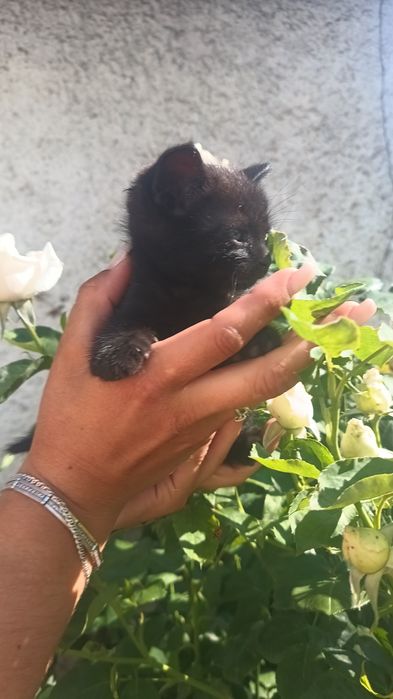Шукають люблячих господарів чарівні кошенята!