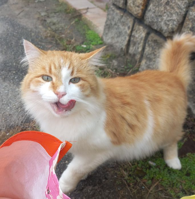 Молодий котик проситься в сім'ю