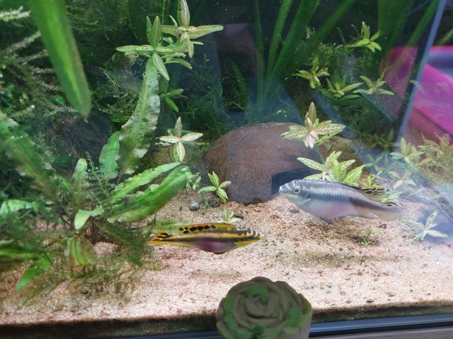 Kribensis (Casal)