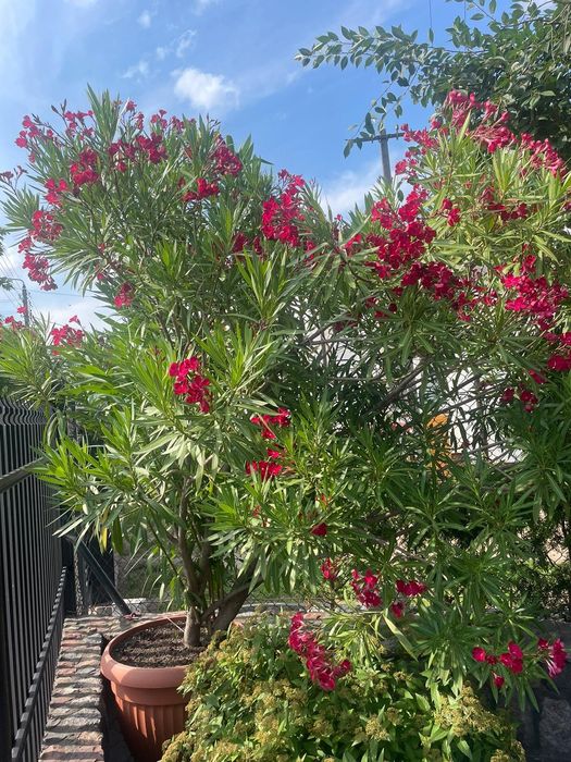 Oleander duży - ok. 3 m