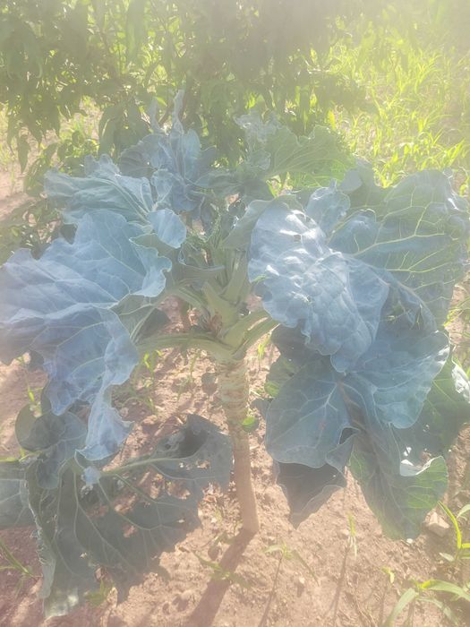 Sementes de couve galega a partir de250gr.