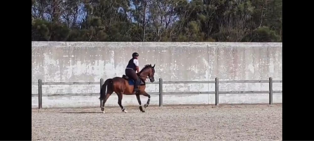 Cavalo trotador frances puro