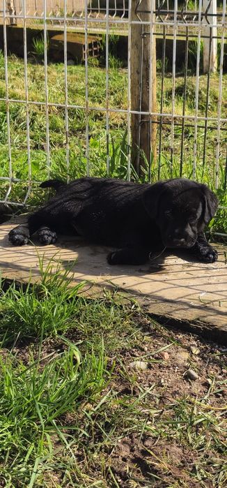 Labrador retriever com pedigree