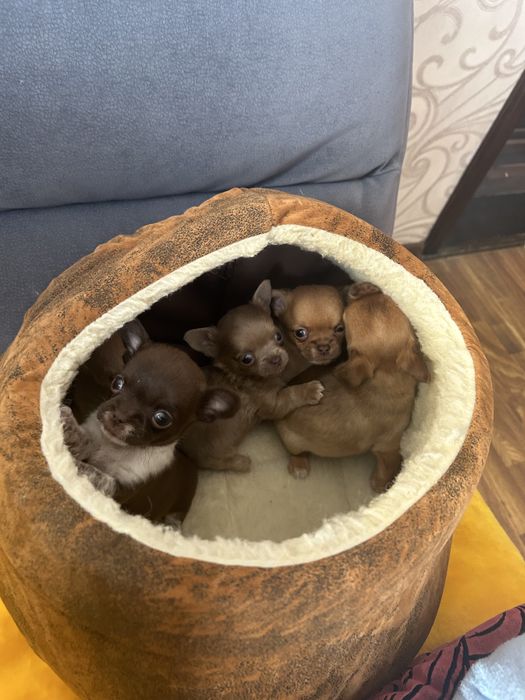 Чихуахуа коби типа щенки