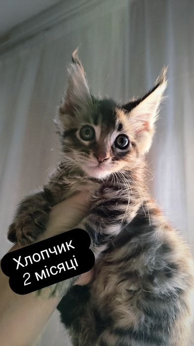 Продам Мейн-кунят