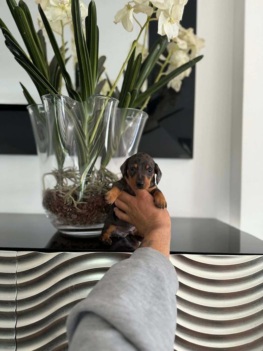 Teckel Kaninchen MACHO ARLEQUEIM PRETO AFOGUEADO com LOP E AFIXO