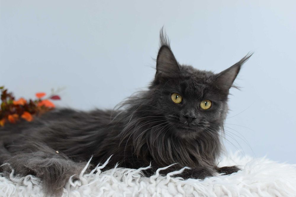 Do Adopcji Kotka Maine Coon /Rodowód FPL