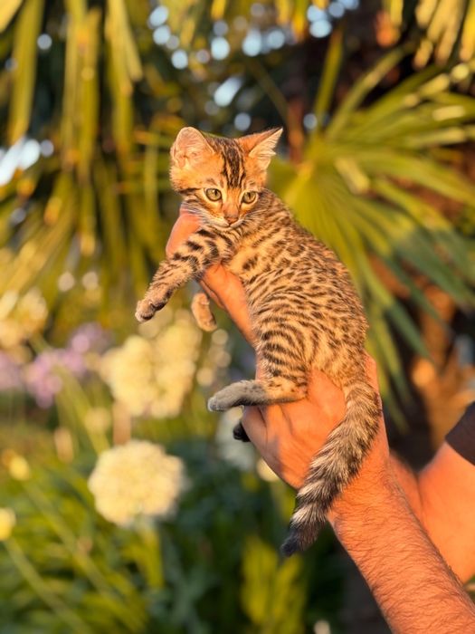 Gatinho Bengal Spotted Tabby Brown
