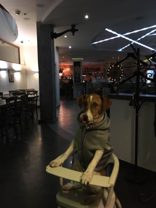 Джек рассел Парсон рассел для вязки