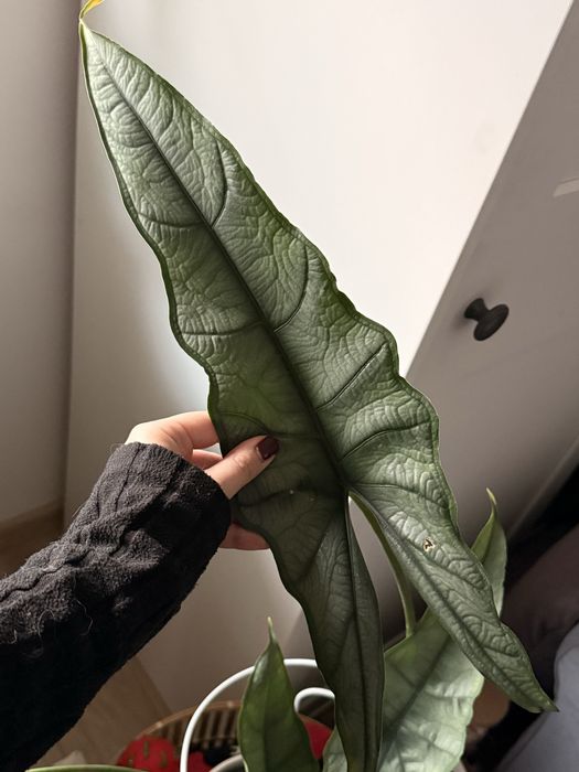 Alokazja Dragon Breath