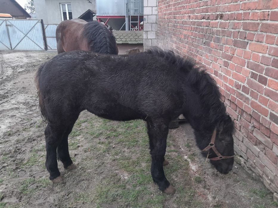 Zrebica zimnokrwista