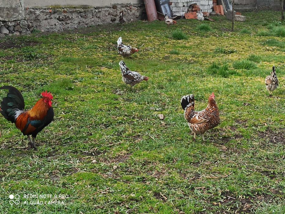 Liliputki karzełki polskie karzełek drób ozdobny kura