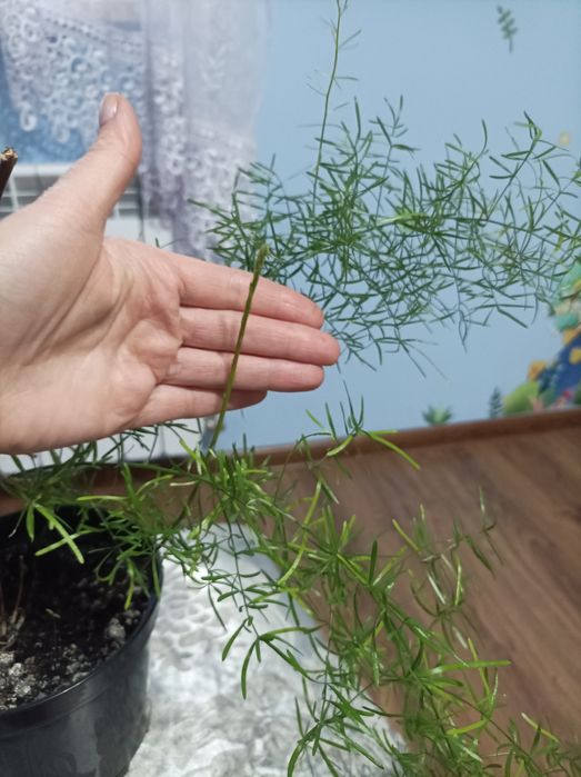 Piękny kwiat Asparagus