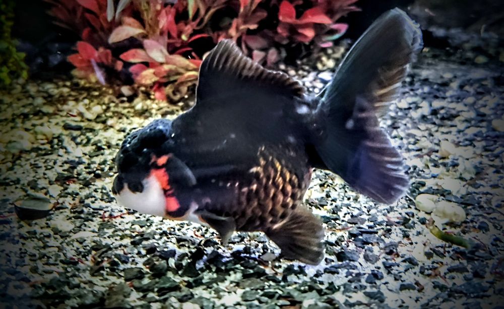 Goldfish ,,apache oranda,,  lwia glówka welonki welon welonka